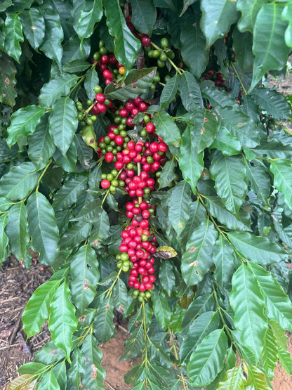 Brasil Fazenda Mutuca