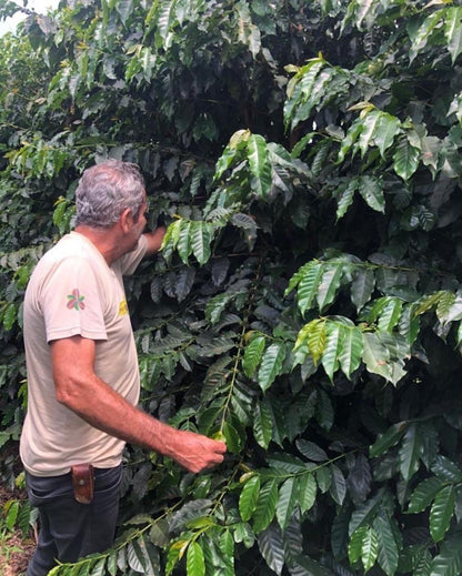 Brasil Fazenda Mutuca