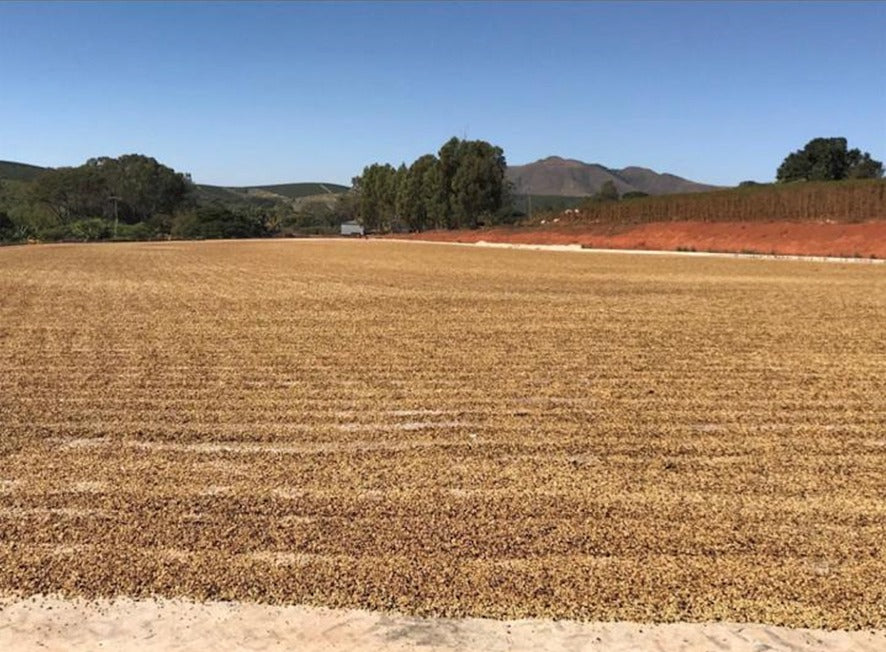 Brasil Fazenda Mutuca