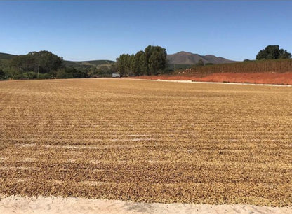 Brasil Fazenda Mutuca